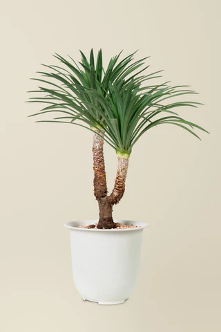 Yucca planten en duurzame alternatieven voor buiten